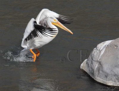 American White Pelican river take-off   4Z0497881005 copy.jpg