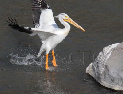 American White Pelican river take-off   4Z0497891005 copy.jpg