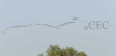 American White Pelicans in formation  WT4P31201603 copy.jpg