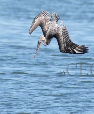 Brown Pelican high dive  4Z0410941004 copy.jpg