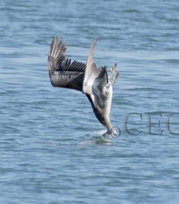 Brown Pelican high dive  4Z0411301004 copy.jpg