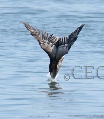 Brown Pelican high dive  4Z0411531004 copy.jpg