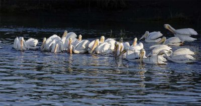Feeding Pelicans