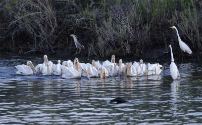 American White Pelicans, using 'Island Formation' or 'Surround' fishing technique  _T4P98951603 copy.jpg