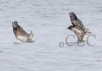 Feeding Pelicans