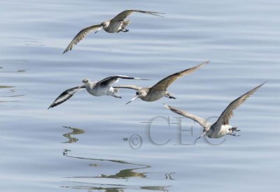 Marbled Godwits and Willet WT4P37721603 copy.jpg