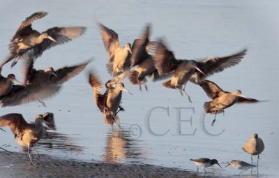 Marbled Godwits Flying