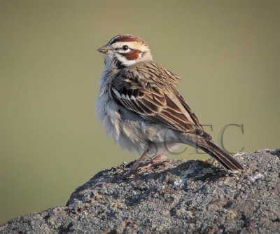 Lark Sparrow  4Z0515341005 copy.jpg