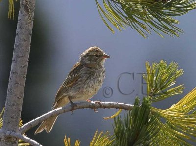 Vesper Sparrow, at 6400'  IMG_26411600 copy.jpg