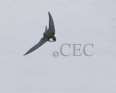 Violet-Green Swallow 4Z0459771004.jpg