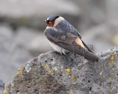 Cliff Swallow  4Z0483551004x copy.jpg