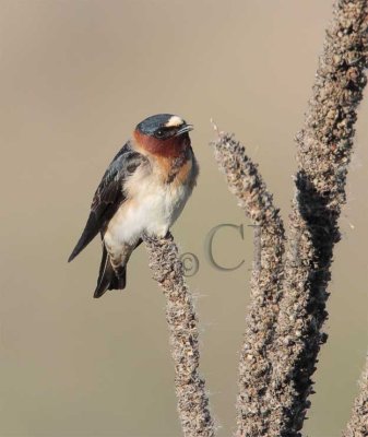 Cliff Swallow  4Z0486611004 copy.jpg