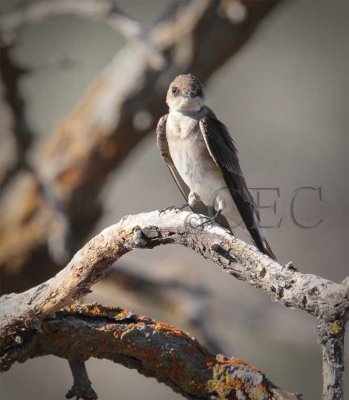 Bank Swallow, Juvenile   4Z0491411004.jpg