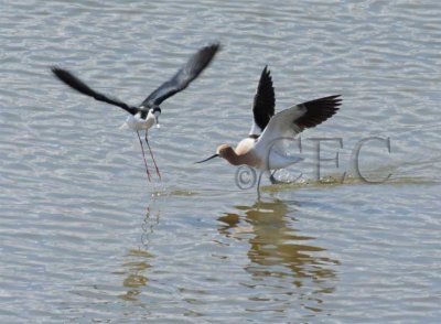 American Avocet chasing Black-necked Stilt  4Z0278681002 copy.jpg