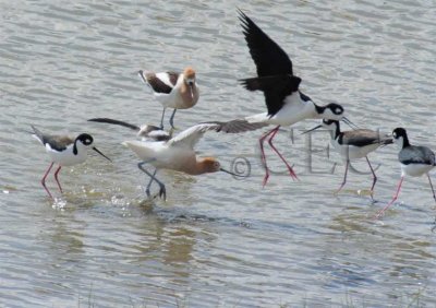 Black-necked Stilts  with American Avocets   4Z0279591002 copy.jpg