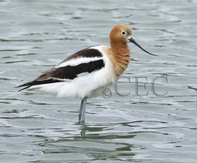 American Avocet  in breeding plumage  4Z0308381003 copy.jpg