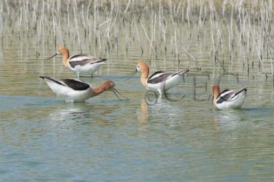 American Avocets in breeding plumage   4Z0309201003 copy.jpg