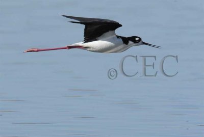 Black-necked Stilt  4Z0487441004.jpg