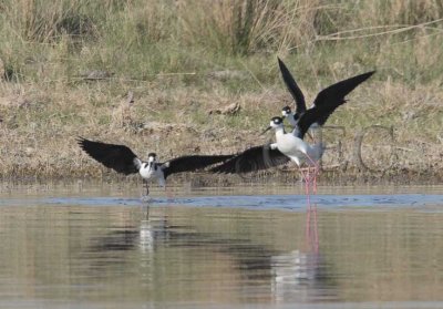 Black-necked Stilts  4Z0488001004 copy.jpg