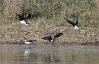 Black-necked Stilts  4Z0488041004 copy.jpg