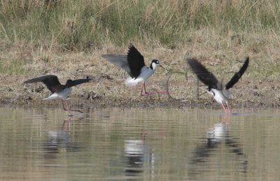 Black-necked Stilts 4Z0489241004 copy.jpg