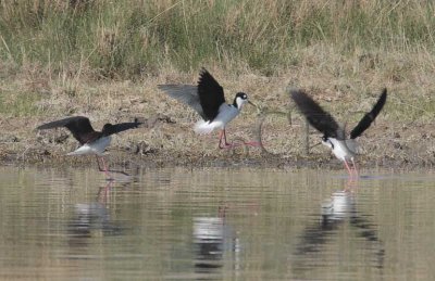 Black-necked Stilts  4Z0489241004 copy.jpg