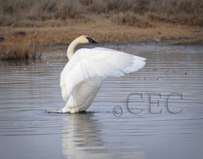 Trumpeter Swan 4Z0457811004 copy.jpg