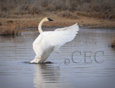 Trumpeter Swan 4Z0457851004 copy.jpg