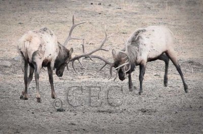 Bull Elk  DPP_10043606 copy.jpg