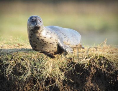 Seal from Canoe  4Z0413911004 copy.jpg