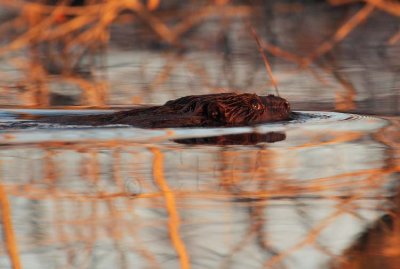 Beaver from Canoe  DPP_1025657.jpg