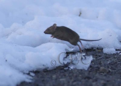 Yakima Greenway mouse DPP_22930 copy.jpg
