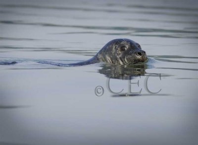 Seal from Canoe  WT4P40191603 copy.jpg