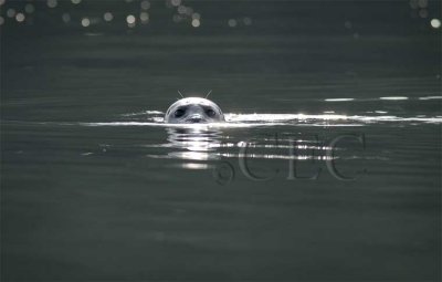 Seal from Canoe  WT4P40301603 copy.jpg