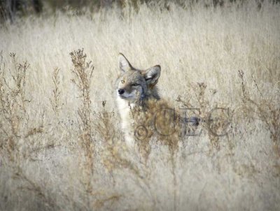 Coyote  Sigma 1000mm  WT4P66501600 copy.jpg