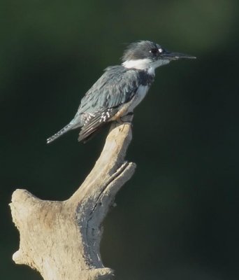 Kingfishers, belted