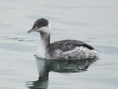 Horned Grebe, Sun Lakes, WA DPP_1006836.jpg