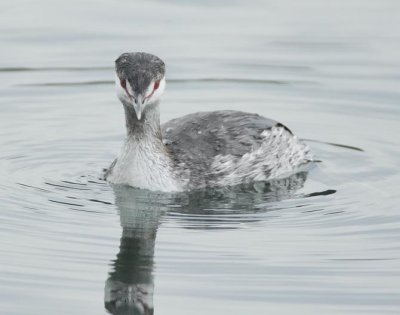Horned Grebe, Sun Lakes, WA DPP_1006841.jpg