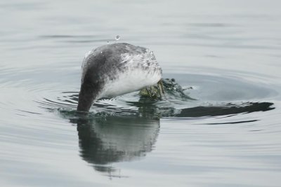Horned Grebe, Sun Lakes, WA DPP_1006842.jpg