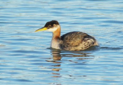 Red-necked Grebe, Yakima DPP_19306.jpg