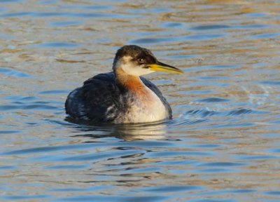 Red-necked Grebe, Yakima DPP_19327.jpg