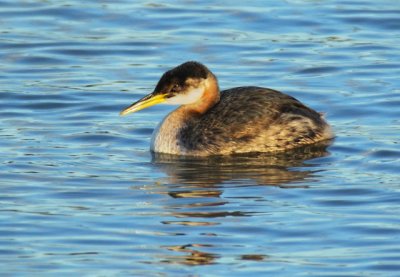 Red-necked Grebe, Yakima DPP_19332.jpg