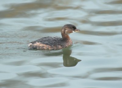Pie-billed Grebe, Yakima DPP_19433.jpg