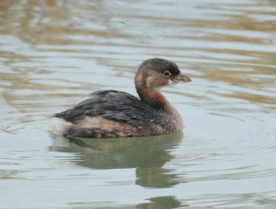 Pie-billed Grebe, Yakima DPP_19434.jpg