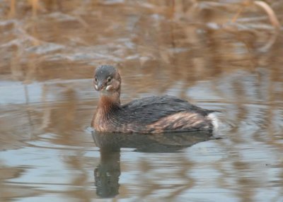 Pie-billed Grebe, Yakima DPP_19458.jpg