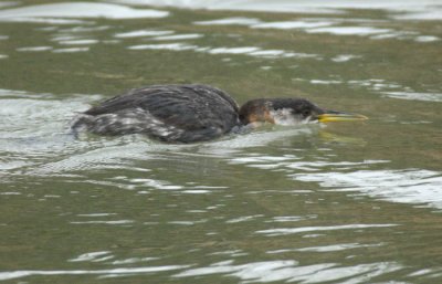 Red-necked Grebe chases Pie-billed Grebe, Yakima DPP_19507.jpg