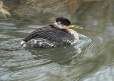 Red-necked Grebe, Yakima DPP_19536 .jpg