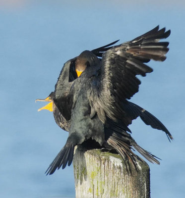 Double Crested Cormorants, Seattle DPP_18679 - Copy.jpg