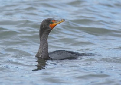 Double Crested Cormorant, Seattle DPP_21113 - Copy.jpg