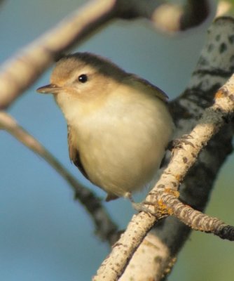 Warbling Vireo, Yakima DPP_1029021.jpg